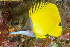 butterflyfish