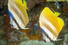 butterflyfish