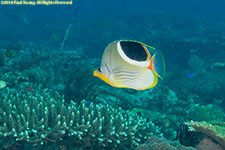 butterflyfish