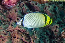 butterflyfish