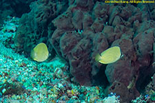 butterflyfish