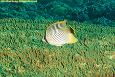 butterflyfish