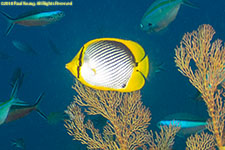 butterflyfish