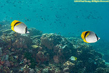 butterflyfish