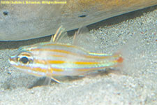 cardinalfish