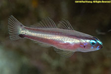 cardinalfish