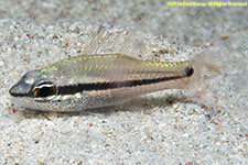 cardinalfish