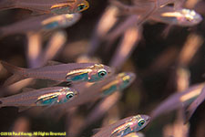 cardinalfish