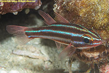 cardinalfish