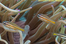 cardinalfish