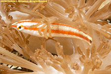 cardinalfish