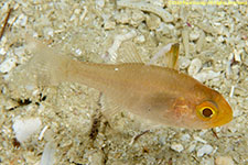 cardinalfish