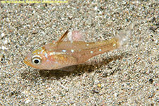 cardinalfish