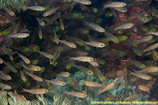 cardinalfish