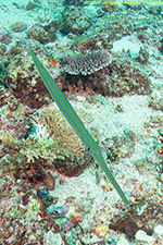 cornetfish