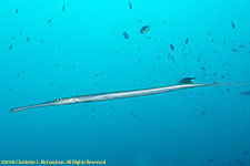 cornetfish