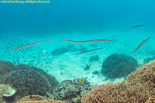 cornetfish