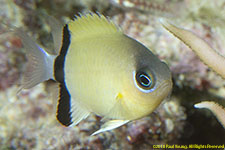 damselfish