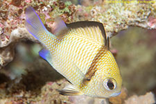 damselfish