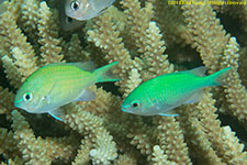 damselfish