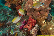 damselfish