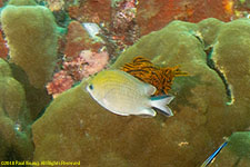 damselfish