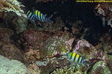 damselfish