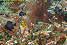 damselfish