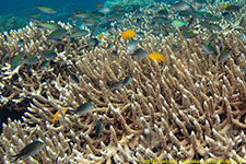 damselfish