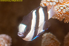 damselfish