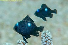 damselfish