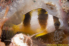 damselfish