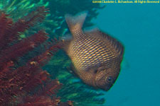 damselfish