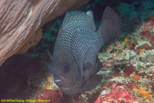 damselfish