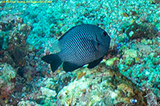 damselfish