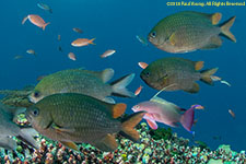 damselfish