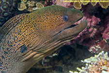 moray eel