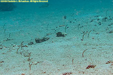 garden eels