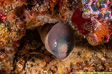 moray eel