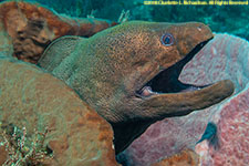 moray eel