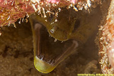 moray eel