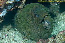 moray eel