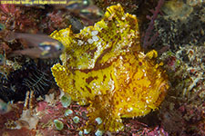 yellow frogfish