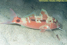 goatfish