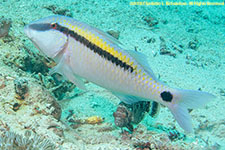 goatfish