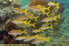 goatfish