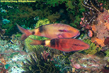 goatfish