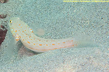 goby