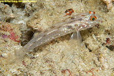 goby