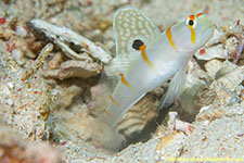 goby